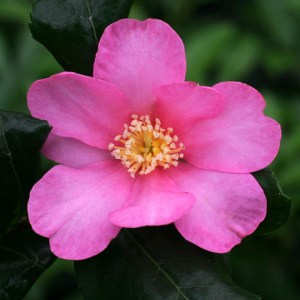 Camellia sasanqua 'Tanya'