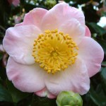 Camellia japonica 'Tarô’an'