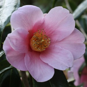 Camellia 'Tarokaja'