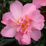 Camellia x williamsii 'Taylor's Perfection'