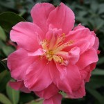 Camellia japonica 'Teresa Ragland'