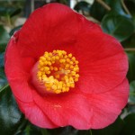 Camellia japonica 'Teringa'