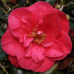 Camellia japonica 'The Czar'