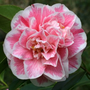 Camellia japonica 'The Mikado'