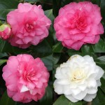Camellia japonica 'Thelma Dale'