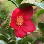 Camellia japonica 'Theo's Mini'