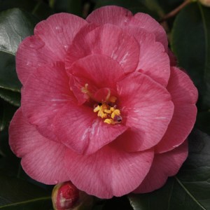 Camellia japonica 'Thomas Cornelius Cole'