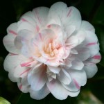 Camellia japonica 'Thompsonii'