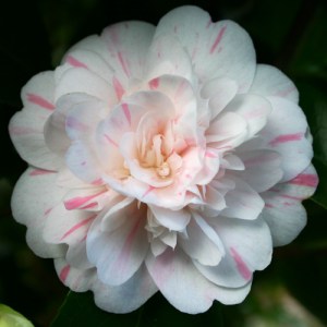 Camellia japonica 'Thompsonii'