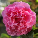 Camellia japonica 'Tickled Pink'