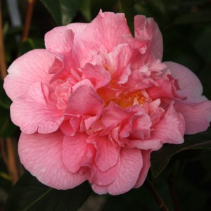 Camellia japonica 'Tiffany'