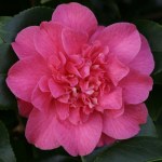 Camellia japonica 'Tiki'