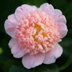 Camellia japonica 'Tinker Bell'