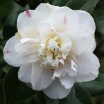 Camellia japonica 'Tinker Toy'