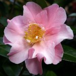 Camellia x williamsii 'Tiptoe'