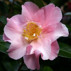 Camellia x williamsii 'Tiptoe'