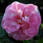 Camellia japonica 'Tom Cat Variegated'