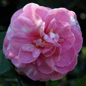 Camellia japonica 'Tom Cat Variegated'