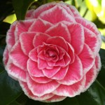 Camellia japonica 'Tom Thumb'