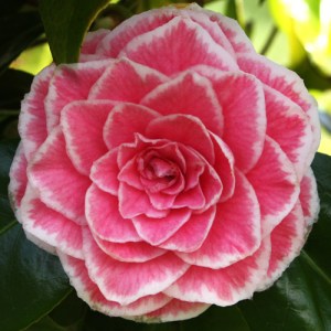 Camellia japonica 'Tom Thumb'