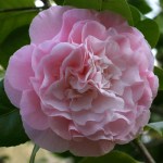 Camellia japonica 'Tomorrow Park Hill'