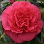 Camellia japonica 'Tomorrow Supreme'