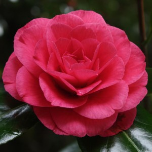 Camellia japonica 'Tomorrow'