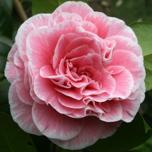 Camellia japonica 'Tomorrow's Dawn'