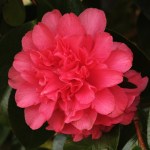 Camellia japonica 'Touchdown'