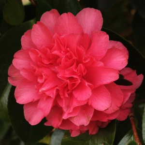 Camellia japonica 'Touchdown'