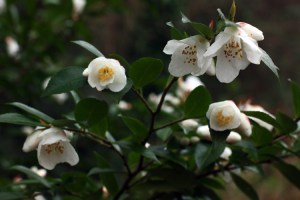 Camellia transnokoensis