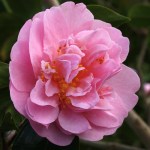 Camellia x williamsii 'Tregrehan'