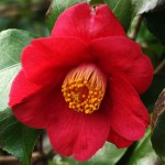 Camellia japonica 'Tregye'