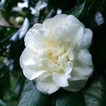 Camellia japonica 'Trewithen White'