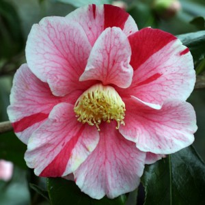 Camellia japonica 'Tricolor'