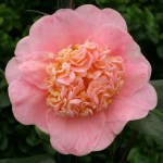 Camellia japonica 'Trinket'