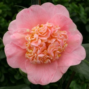 Camellia japonica 'Trinket'