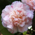 Camellia japonica 'Trionfo di Lodi'