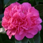 Camellia 'Tristrem Carlyon'