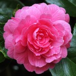 Camellia japonica 'Triumphans'