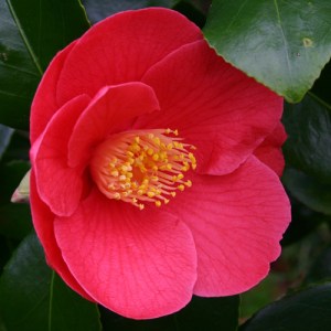 Camellia japonica 'Trumpeter'