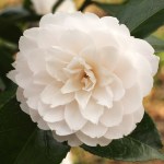 Camellia japonica 'Twilight'