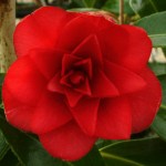 Camellia x williamsii 'Twinkle Star'