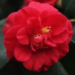 Camellia japonica 'Twiss Cornwall'