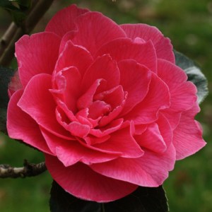 Camellia 'Valentine Day'