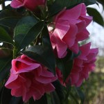 Camellia 'Valley Knudsen'