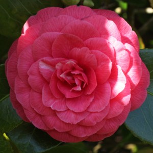 Camellia japonica 'Valtevareda'