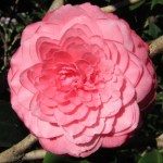 Camellia japonica 'Virginia Franco Rosea'
