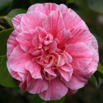 Camellia japonica 'Vittorio Emanuel II'