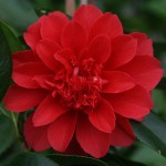 Camellia japonica 'Volcano'